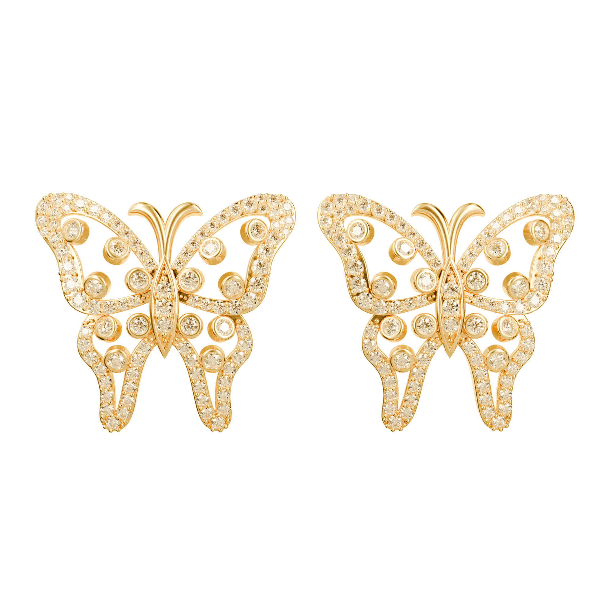 ER43 - PAPILLORA